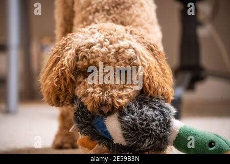 Australian Labradoodle ist eine Mischung aus Labrador Retriever, Pudel und Cocker Spaniel. Stockfoto