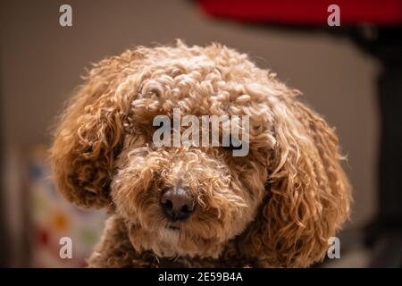 Australian Labradoodle ist eine Mischung aus Labrador Retriever, Pudel und Cocker Spaniel. Stockfoto