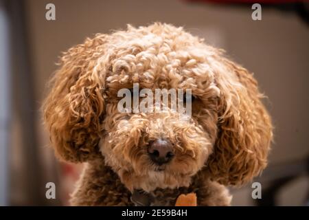 Australian Labradoodle ist eine Mischung aus Labrador Retriever, Pudel und Cocker Spaniel. Stockfoto
