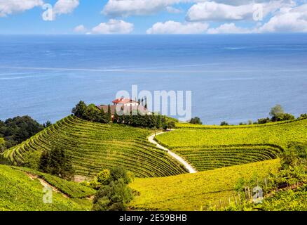 Felder der Weinberge in La Ravoire, San Sebastian, Spanien an einem sonnigen Tag Stockfoto