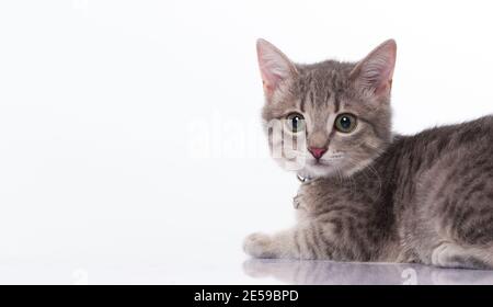 Kleine Katze auf dem weißen Tisch Stockfoto