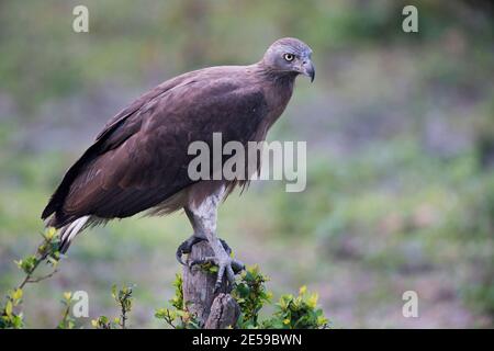 Das Bild des Graukopfseeadlers (Haliaeetus ichthyaetus) wurde in Kaziranga, Asam, Indien, aufgenommen Stockfoto