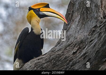 Das Bild des großen Hornbills (Buceros bicornis) wurde in Kaziranga, Asam, Indien aufgenommen Stockfoto