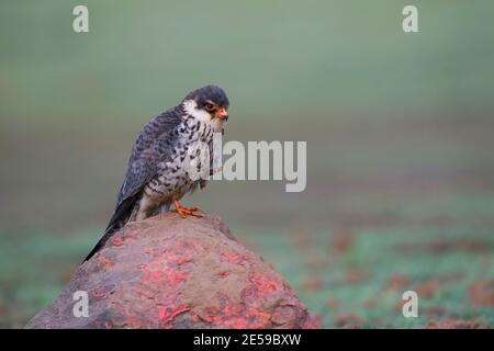 Das Bild des Amur Falken (Falco amurensis) wurde in Lonavala, Maharashtra, Indien aufgenommen Stockfoto