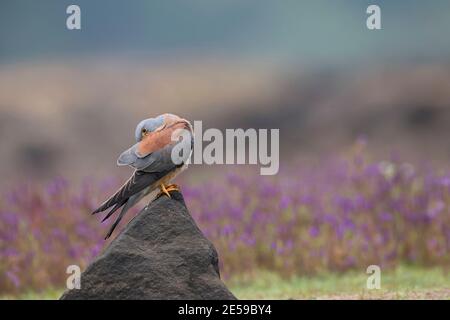 Das Bild des kleineren Turmfalken (Falco naumanni) wurde in Lonavala, Maharashtra, Indien aufgenommen Stockfoto