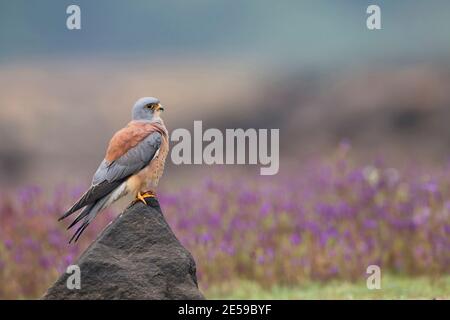 Das Bild des kleineren Turmfalken (Falco naumanni) wurde in Lonavala, Maharashtra, Indien aufgenommen Stockfoto