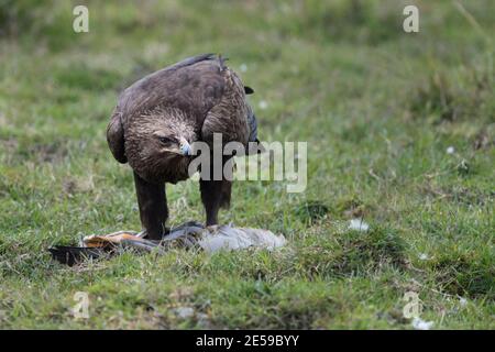 Das Bild des Schreiadlers (Clanga Clanga) wurde in Kaziranga, Asam, Indien aufgenommen Stockfoto