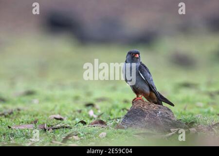 Das Bild des Amur Falken (Falco amurensis) wurde in Lonavala, Maharashtra, Indien aufgenommen Stockfoto