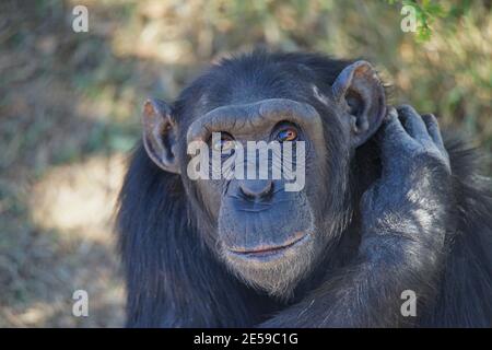 Der Schimpansen packte seinen Rücken mit seinem Arm. Ein Nahaufnahme Porträt seines Kopfes. Eine große Anzahl von Tieren wandern in die Masai Mara National Wildlife Re Stockfoto
