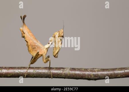 Südamerikanische Mantis totes Blatt (Decimiana bolivari) Stockfoto