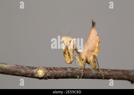 Südamerikanische Mantis totes Blatt (Decimiana bolivari) Stockfoto