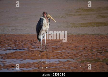 Der Marabou-Storch (Leptoptilos crumenifer) stand auf dem Feuchtgebiet. Roter Ausschnitt. Viele Tiere wandern in das Masai Mara National Wildlife Refuge Stockfoto