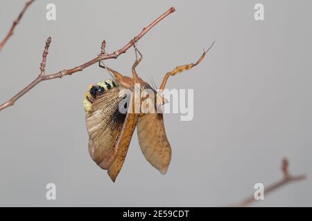 Südamerikanische Mantis totes Blatt (Decimiana bolivari) Stockfoto