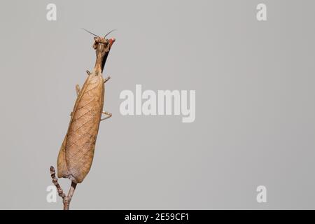 Südamerikanische Mantis totes Blatt (Decimiana bolivari) Stockfoto