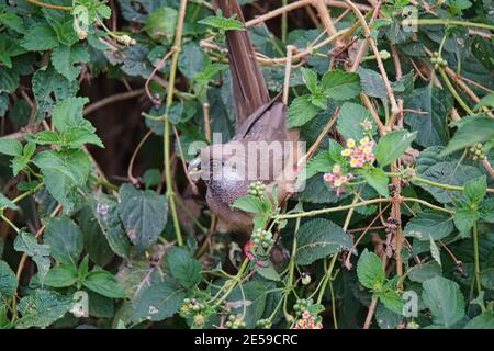 Gesprenkelte Mausvogel (Colius striatus) frisst lantana-Früchte. Viele Tiere wandern in das Masai Mara National Wildlife Refuge in Kenia, AF Stockfoto