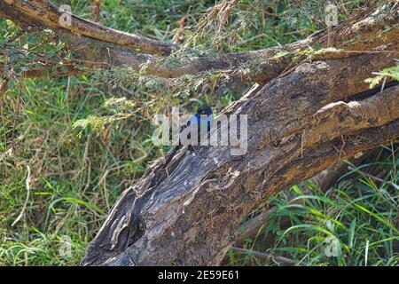 Rüppells Star (Lamprotornis purpuroptera) steht auf dem Stamm. Viele Tiere wandern in das Masai Mara National Wildlife Refuge in Ken Stockfoto