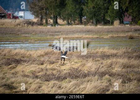 Weißkopfseeadler (Haliaeetus leucocephalus) ist ein Greifvogel, der in Nordamerika gefunden wird. Es ist in der Nähe von großen Körpern von offenem Wasser mit einer reichlichen nahrungsversorgung gefunden Stockfoto