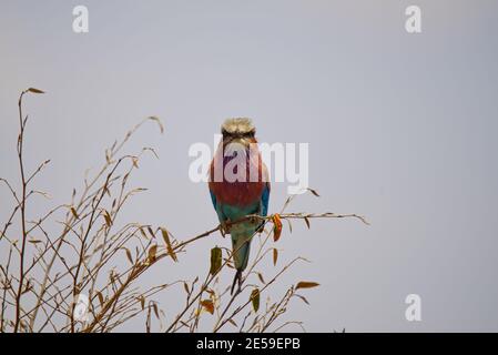 Fliederreiher Roller steht auf einem Ast. Der Nationalvogel von Kenia. Große Anzahl von Tieren wandern in die Masai Mara National Wildlife R Stockfoto