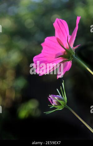 Tiefrosa Kosmos Blume und Knospe Stockfoto
