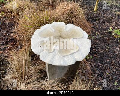 Geschnitzte White Stone Bird Bad umgeben von Winter Laub eines Ziergrases in einer krautigen Grenze im Rosemoor Garten in Rural Devon, England, Großbritannien Stockfoto