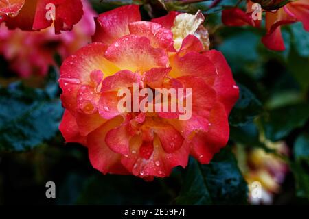 Rose Wild Cat hat offene Blüten in auffälligem Orange mit roten Rändern, die zu einem dunklen Gelb verblassen. Stockfoto