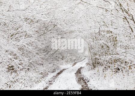 Iced Baum und Sträucher in einem Winter Wunderland Landschaft. Baum ist von Frost und Schnee bedeckt. Ländlicher Weg in der Winterlandschaft in der Tschechischen Republik, Vysocina Hig Stockfoto