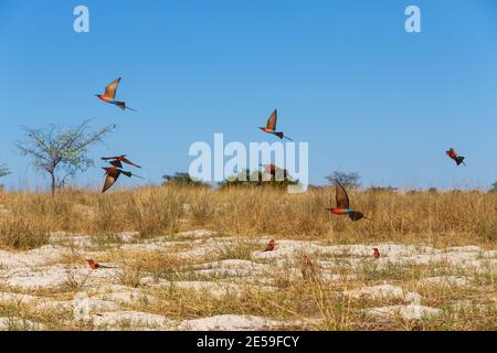 Fliegende Vogelschar Nördlicher Carmine Bienenfresser in großer Brutkolonie (Merops nubicoides) am Ufer des Zambezi Flusses in Caprivi Namibia, Afrika Stockfoto