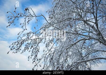 Schneebedeckte Erlenbaumbäste Stockfoto