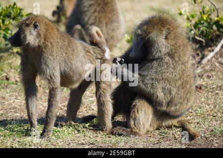 Dieser männliche Pavian steht auf dem Gras. Lassen Sie die weibliche Pavian Bräutigam seinen Rumpf. Eine große Zahl von Tieren wandern in die Masai Mara National Wildlife Stockfoto