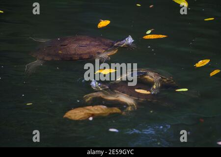Tropische Gleitschildkröten, Chrysemys ornata, in einem Fluss in der Nähe von Tonosi, Provinz Los Santos, Republik Panama. Stockfoto