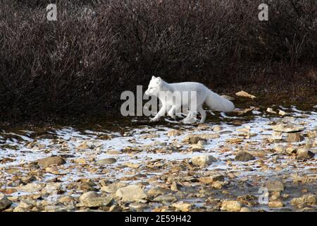 Polarfuchs auf der Tundra der Hudson Bay Stockfoto