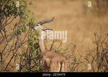 Der Gerenuk (Litocranius walleri) frisst die Blätter des Busches. Viele Tiere wandern in das Masai Mara National Wildlife Refuge in Ken Stockfoto