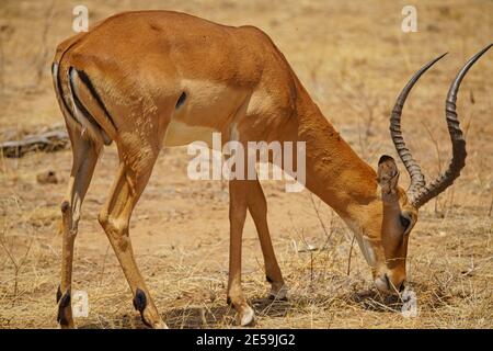 Afrikanisches Impala frisst Gras. Ganzkörper-Nahaufnahme des Porträts. Braunes Fell. Eine große Anzahl von Tieren wandern in die Masai Mara National Wildlife Re Stockfoto