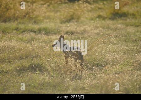 Auf dem grünen Gras steht ein Black-Backed Jackal. Starrt in die Ferne. Eine große Zahl von Tieren wandern in die Masai Mara National Wildlife Stockfoto