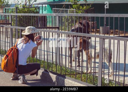 Junge Frau in der Nähe Pony Familie im Zoo Stockfoto