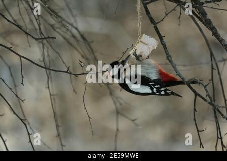 Dendrocopos Major, Buntspecht, Buntspecht. Schwarz-weißer Specht mit roter Mütze und rotem Schwanz hängt von einem Stück Speck und frisst ihn Stockfoto