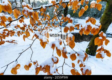 Schnee auf Buchenblättern entlang des Forest of Dean Sculpture Trail, Speech House Woods, Gloucestershire. Stockfoto