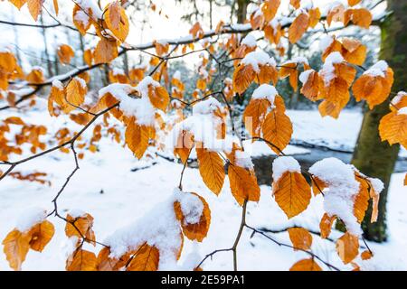 Schnee auf Buchenblättern entlang des Forest of Dean Sculpture Trail, Speech House Woods, Gloucestershire. Stockfoto