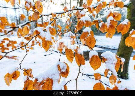 Schnee auf Buchenblättern entlang des Forest of Dean Sculpture Trail, Speech House Woods, Gloucestershire. Stockfoto