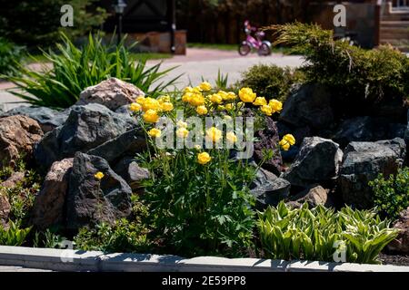 Gelbe Globenblume wachsen im Park. Trollius. Stockfoto