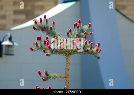 Blaue Fichte mit ungewöhnlichen rosa Zapfen im Frühjahr. Vor dem Hintergrund des Hauses ist die Jahreszeit Frühling. Stockfoto