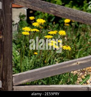 Große gelbe Löwenzahn wachsen hinter Holzzaun. Quadratisches Bild. Stockfoto
