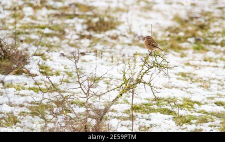 Weibliche Steinechat Barsche auf einem Flechten bedeckt Weißdornbusch mit Schnee bedeckt den Boden Stockfoto