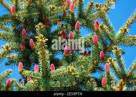 Blaue Fichte mit roten Zapfen auf blauem Himmel Hintergrund. Stockfoto