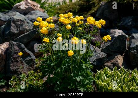 Globe-Blume gelbe Blumen in der Landschaft. Trollius europaeus. Stockfoto