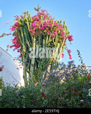 Ein riesiger Kaktus in Form eines Baumes, der in roten Blumen blüht, wächst in einem Wohngebiet der Stadt Bodrum, Türkei Stockfoto