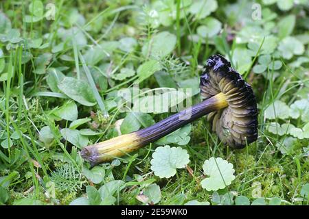 Hygrocybe conica, wie hat der Hexe bekannt, konische Wachs Kappe oder konische schleimigen Kappe, Wild Mushroom aus Finnland Stockfoto