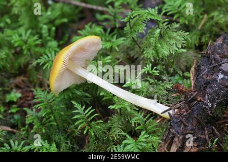 Pluteus leoninus, bekannt als der Löwenschild, wilder Pilz aus Finnland Stockfoto