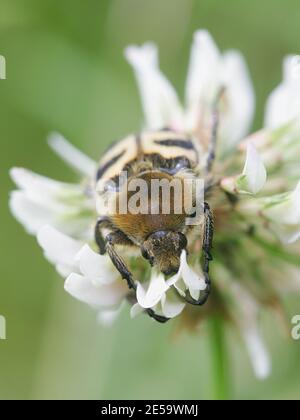 Bee Beetle, Trichus fasciatus, imitiert Biene, ein Beispiel der Batesianischen Mimikry Stockfoto