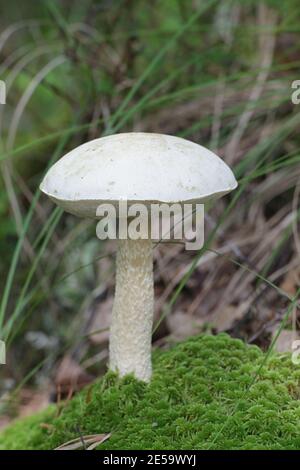 Leccinum holopus, bekannt als der weiße Birken-Bolete, der weiße Moor-Bolete oder der Geisterbolete, der wilde Pilz aus Finnland Stockfoto